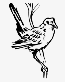 Dessin D Oiseau A Plumes, HD Png Download, Free Download