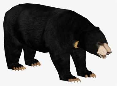 Transparent Smokey The Bear Png - Sloth Bear Zt2, Png Download, Free Download