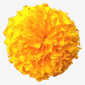 Marigold Flowers Png Pic Clipart Image - Transparent Marigold Flower Png, Png Download, Free Download