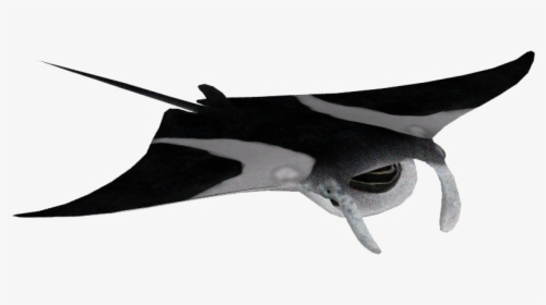 Reef Manta Ray - European Swallow, HD Png Download, Free Download