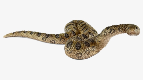 Anaconda Png Background Images - Schleich Anaconda, Transparent Png, Free Download