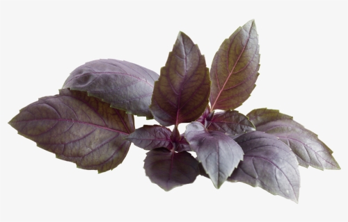 Red Basil Plant Png , Png Download - Beech, Transparent Png, Free Download