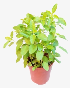 Flowerpot, HD Png Download, Free Download