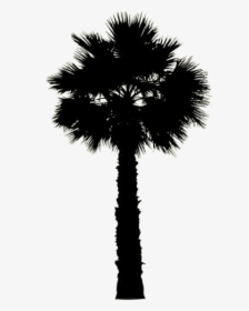 Transparent Palm Tree Easy Clipart, Palm Tree Easy - Borassus Flabellifer, HD Png Download, Free Download