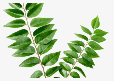 Curry Leaves करी पत्ता - Leaves Curry, HD Png Download, Free Download