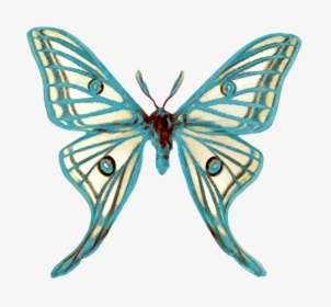 Papillon Clipart Butterfly - Spanish Moon Moth, HD Png Download, Free Download