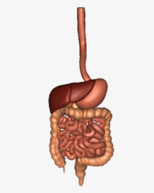 Simple Digestive System Png, Transparent Png, Free Download