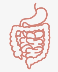 Transparent Digestive System Png - Digestive System Png, Png Download, Free Download