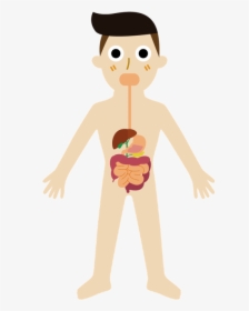Digestive System Cartoon Png, Transparent Png, Free Download
