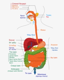 Digestive System Diagram Kk - Cardiovascular Respiratory And Digestive Systems, HD Png Download, Free Download