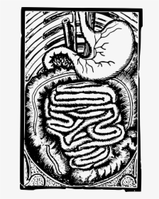 Visual Arts,head,art - Human Digestive System Black And White, HD Png Download, Free Download