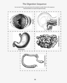 Digestive System Mouth Black And White, HD Png Download, Free Download