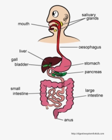 Cartoon Digestive System Drawing, HD Png Download, Free Download