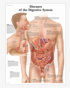 Diseases Of The Digestive System - Digestive System Anatomy Chart, HD Png Download, Free Download