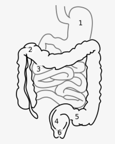 Transparent Diarrhea Clipart - Stomach And Intestines Drawing, HD Png Download, Free Download