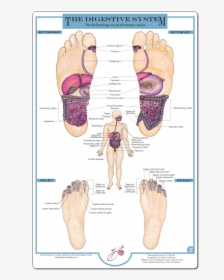 Reflexology And The Digestive System, HD Png Download, Free Download
