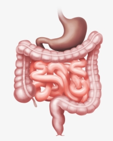 Image Of Bowel Anatomy And Function Illustration - Bowel Anatomy, HD Png Download, Free Download