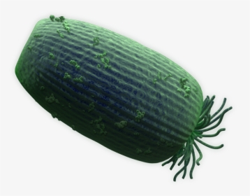 Pickled Cucumber, HD Png Download, Free Download