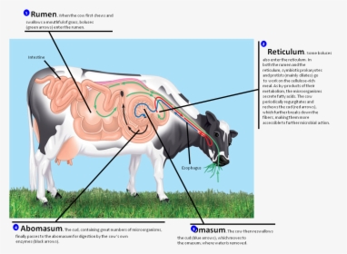 Clip Art Cow Photo - Ruminant Digestion, HD Png Download, Free Download