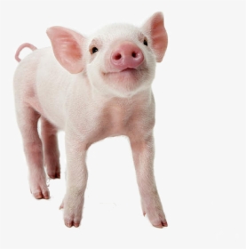 Pig White Background, HD Png Download, Free Download