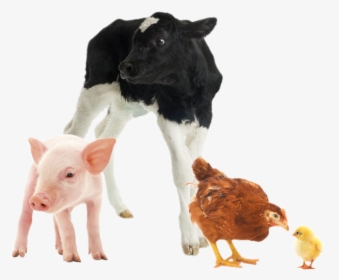 Farm-pig - Farm Animals White Background, HD Png Download, Free Download