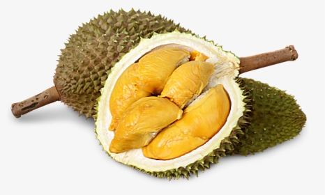 Jackfruit - Kit Kat Durian Flavor, HD Png Download, Free Download
