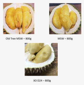 Durian D24 Xo - Durian, HD Png Download, Free Download
