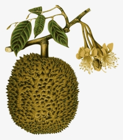 Durian - Durian Botanical Name, HD Png Download, Free Download
