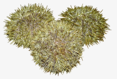 Durian , Png Download - Artocarpus Odoratissimus, Transparent Png, Free Download