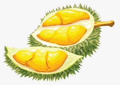 Durian Clipart Png, Transparent Png, Free Download