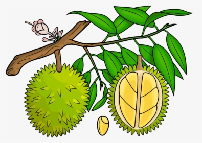 Durian Vector In Png, Transparent Png, Free Download