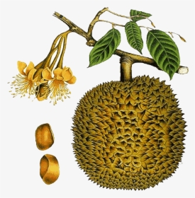 Durian Fruit Tree - ทุเรียน ขาว ดำ, HD Png Download, Free Download