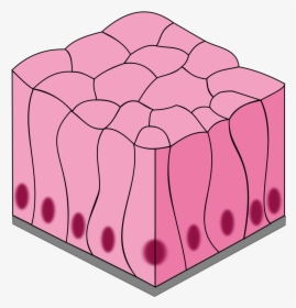 Simple Epithelial Tissue Diagram, HD Png Download, Free Download