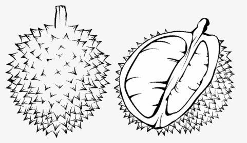 Coloring Clipart Fruit - Durian Black And White, HD Png Download, Free Download