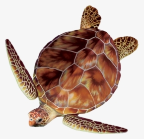 Sea Turtle Clipart Turtle Egg - Clipart Sea Turtle, HD Png Download, Free Download
