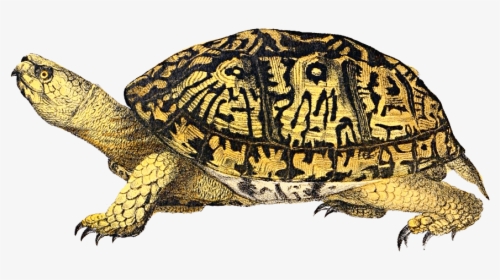 Box Clip Art Images - Eastern Box Turtle Png, Transparent Png, Free Download