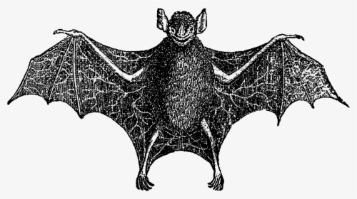 Scary Halloween Bats, HD Png Download, Free Download