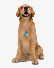 Dog With Blue Tag - Pets Photoshop, HD Png Download, Free Download