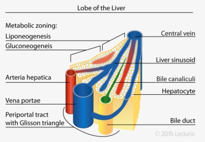 Central Vein Lobule In The Liver Amber Heard, Anatomy, - Liver Lobule Diagram Labeled, HD Png Download, Free Download