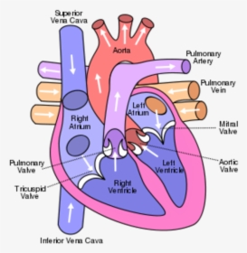 Heart Circulation, HD Png Download, Free Download