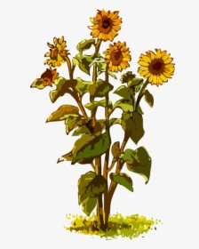 Sunflower Plant Images Clipart, HD Png Download, Free Download