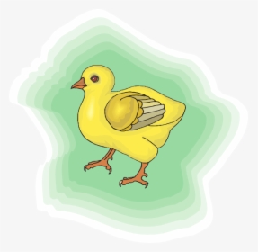 Baby Chick Png Download - Chicken, Transparent Png, Free Download