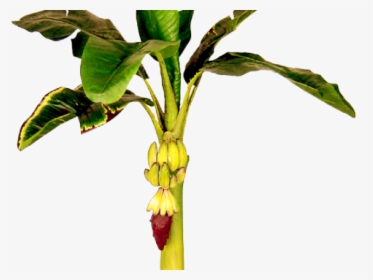 Banana Tree 3d Model Free