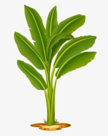 Transparent Plant A Tree Clipart - Banana Tree Images Png, Png Download, Free Download