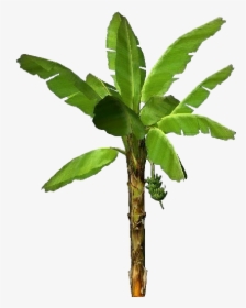 3d Trees - Banana - Acca Software - Twig, HD Png Download, Free Download