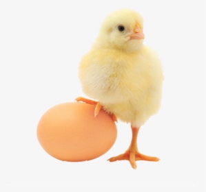 Clip Art Image Of A Baby Chick - Chick Stepping On Egg, HD Png Download, Free Download