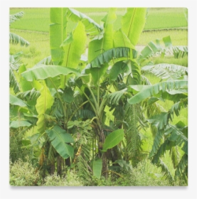 Banana Tree Canvas Print 16"x16" - Plantation, HD Png Download, Free Download