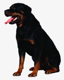 Dog Png, Download Png Image With Transparent Background, - Rottweiler Transparent Background, Png Download, Free Download