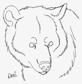 Drawings Of Bear Faces - Free Bear Line Art, HD Png Download, Free Download