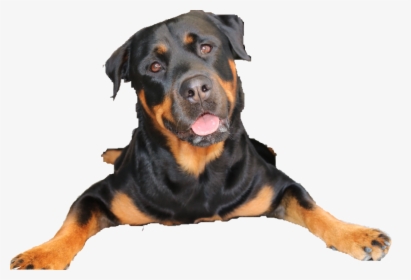 #rottweiler - Dog Yawns, HD Png Download, Free Download